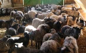 Продажа готового бизнеса под ключ овцы