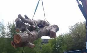 Послуги пилорами, розпилювання лісу