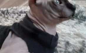 Сфінкс в'язка Одеса