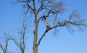 СПИЛЮВАННЯ АВАРІЙНИХ ДЕРЕВ (валка, обрізка, порізка)
