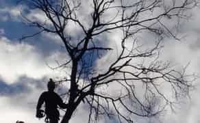 Спил деревьев, выкорчовка пней, покос травы,уборка участков