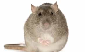 Дератизація (знищення гризунів) Прибирання 1-кімнатної квартири