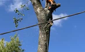 Послуги арбориста, зрізати дерево, зпиляти дерево