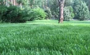 Ландшафтный дизайн. Газон. Автополив