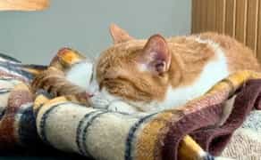 Харків. Перетримка для котиків.