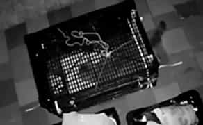 Гуманна Пастка-Автомат (Живоловка) для Кота, Кішки, Кошенят. Безпечне Виловлювання!