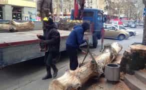 Кронування і валка дерев від 5 000 ₴/послуга