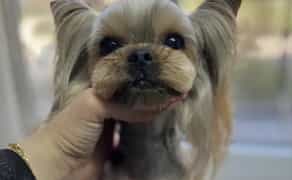 Послуги грумера на Вітрилі. Стрижка собак та котів.