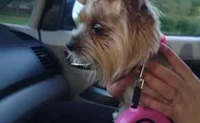 Доставка тварин, Перевезення тварин. Чернівці. Переїзд. Трансфер - 20₴ кілометр