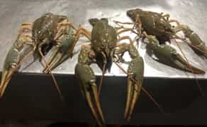 Постійний закуп живих раків будь-якого розміру: висока ціна, самовивіз та розрахунок на місці!