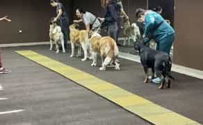 Кінолог дресирування собак