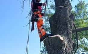 Зрізати дерево. Зрізання аварійних та важкодоступнихдерев. Арборист. Д