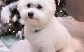 Бішон фризе в'язка