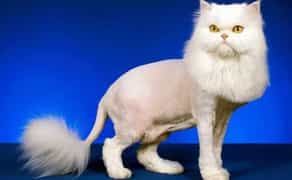 Грумінг котів на Позняках 800гр