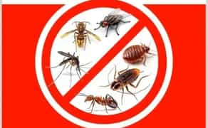 Знищення тарганів в кафе у магазинах по барах сушах та у квартирах.