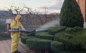 Обробка рослин. Обробка території (фумігація) від шкідників (ціни уточнюйте)