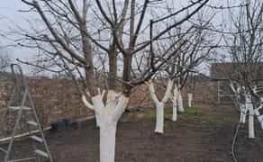 Обрізка плодових , спил дерев будь-якої складності