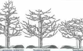 ОБРІЗАННЯ ДЕРЕВ