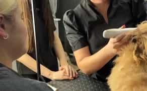 Курси грумінгу! Базовий курс з нуля. НОВИЙ СТАРТ 8.11