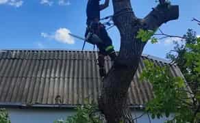 Видалення, обрізка, чистка дерев