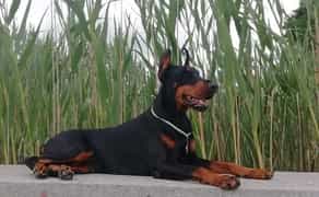 Дресирування собак на майданчику, індивідуальні заняття, група