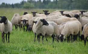 Бізнес на продаж ферма вівці кози