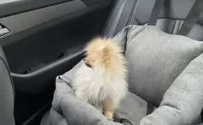 Доставка тварин, Перевезення тварин. Львів. Переїзд. Трансфер - 20₴ кілометр