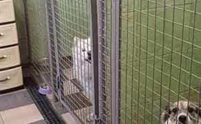 Готель для перетримки собак у Києві-готель для собак ПЕС, зооготель