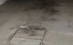 Залізний гараж — Кільце Косіора