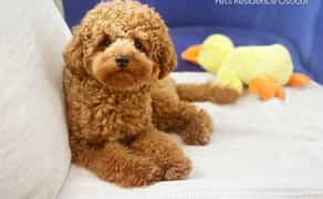 Перетримка вашого улюбленця в комфортних умовах. Київ. Трансфер. Повідомлення