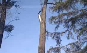 Зрізати, срезать, видалити дерево. Арборист. Розчистка ділянок