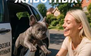 Зоотаксі: комфортне та безпечне превезення котів і собак