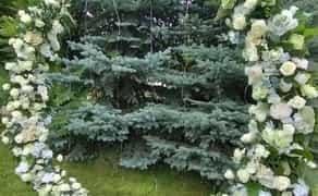 Весільна арка та ширма