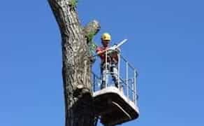 Спилювання дерев: безпечно та швидко