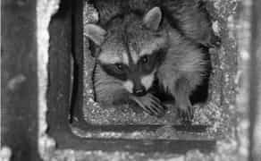 Чистка димоходів | камінів | твердопаливних котлів | сажотрус груба