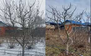 Професійне формування та санітарна обрізка плодових дерев і ягідних кущів для максимального врожаю на Вашій ділянці