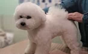 Стрижка собак профессионально