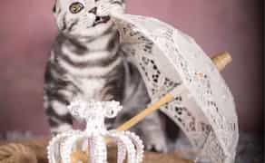 Фотосессии Животных: Яркие Воспоминания о Вашем любимце! (4000 грн)