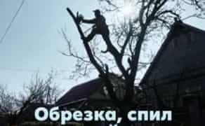Виконуємо обрізку та спил високих аварійних дерев над проводами