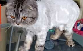 Стрижка собак та котів (виїзд на дім). Обухів, Обухівське направлення.