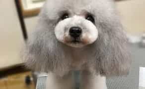 Стрижка собак,кошек,разных пород, не дорого,Борисполь и область