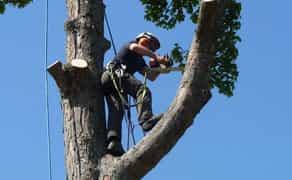 Зрізка валка дерев у складних місцях