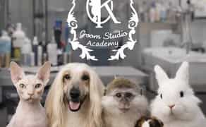 Грумінг декоративних тварин | професійний догляд