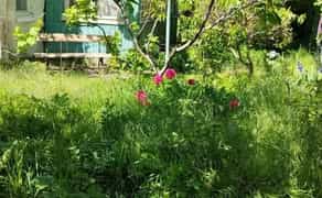 Покіс трави, бур'яну. Прибирання ділянки. Покосити траву. Вивіз сміття