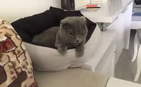 Перетримка домашніх тварин в Ірпені, доглянута квартира в Ірпені (ЖК "Версаль-парк")