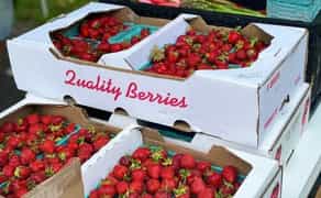 Коробки для Транспортування Овочів та Фруктів: Міцні та Якісні