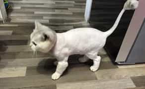 ✂️ Стрижка Котів від 550 грн: Комфорт та Краса Без Стресу для Вашого Улюбленця!