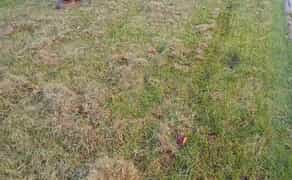 Скарифікація та аерація газону, вичісування старої трави мохів