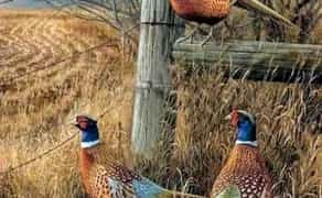 Картини з тваринами, олією на полотні