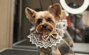 Стрижка собак та котів у грумінг-салоні Royal Groom